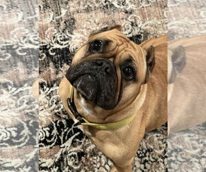 Honey - Female Free-Lance Bulldog Dog for Adoption - Photo #2