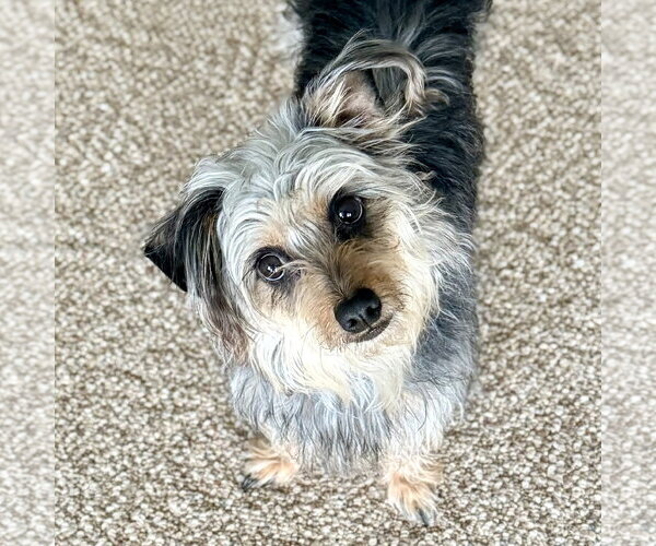 Medium Photo #2 Mutt Puppy For Sale in Rootstown, OH, USA