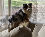 Small Photo #1 Miniature Australian Shepherd Puppy For Sale in SALEM, OR, USA