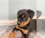 Small Photo #45 Rottweiler Puppy For Sale in OAK GLEN, CA, USA