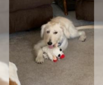 Small Irish Wolfhound Mix
