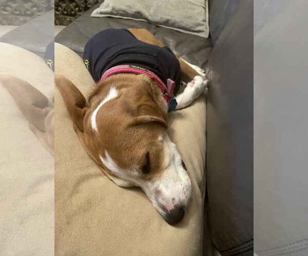 Medium Photo #3 Bagle Hound Puppy For Sale in Euless, TX, USA