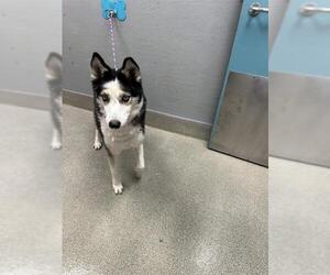 Siberian Husky-Unknown Mix Dogs for adoption in Las Vegas, NV, USA