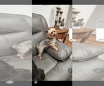 Small Photo #1 Yorkshire Terrier Puppy For Sale in SALEM, OR, USA