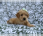 Small #7 Goldendoodle