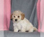Small #2 Poodle (Miniature)