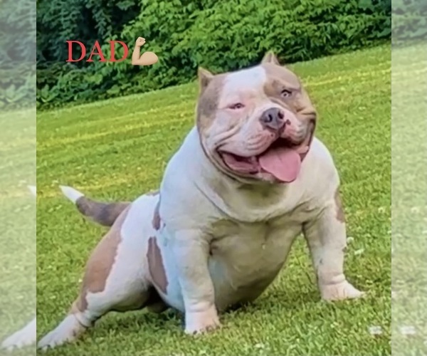 Medium Photo #1 American Bully Puppy For Sale in SPRINGFIELD, IL, USA