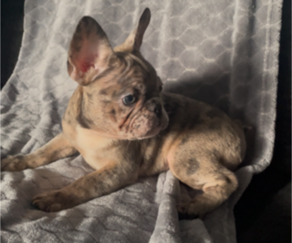 Medium Photo #1 French Bulldog Puppy For Sale in ANTIOCH, CA, USA