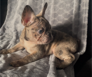French Bulldog Puppy for sale in ANTIOCH, CA, USA