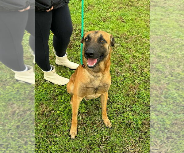 Medium Photo #2 Mutt Puppy For Sale in Abbeville, LA, USA