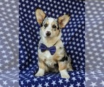 Small Photo #2 Pembroke Welsh Corgi Puppy For Sale in NEW PARK, PA, USA