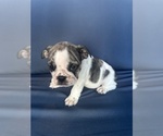 Small Photo #94 English Bulldog Puppy For Sale in WEEKI WACHEE, FL, USA