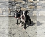Small Photo #3 Boston Terrier Puppy For Sale in LYNNWOOD, WA, USA