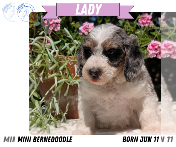 Medium Photo #67 Miniature Bernedoodle Puppy For Sale in GOSHEN, IN, USA