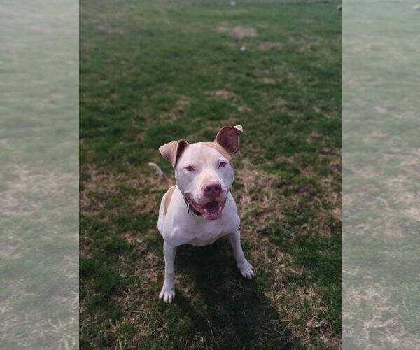 Medium Photo #3 American Pit Bull Terrier-Unknown Mix Puppy For Sale in Columbus, IN, USA