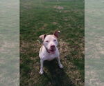Small #2 American Pit Bull Terrier Mix