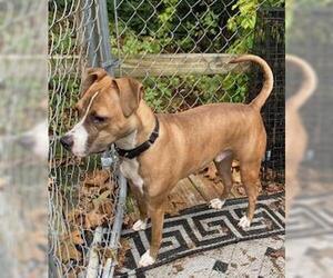 Clyde, an easy-going pup - Male Boston Terrier-Boxer Mix Dog for Adoption - Photo #9