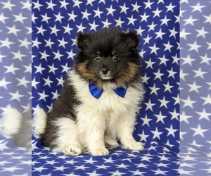 Pomeranian Puppy for sale in OXFORD, PA, USA