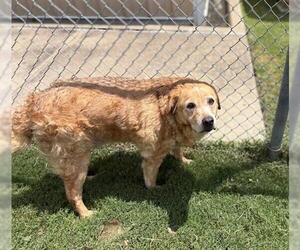 Golden Retriever-Unknown Mix Dogs for adoption in Tulsa, OK, USA