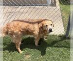 Small Golden Retriever Mix