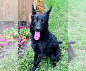 German Shepherd Dog Dogs for adoption in Omaha, NE, USA
