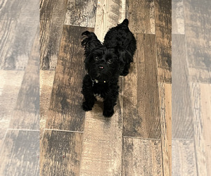 Father of the Chorkie puppies born on 03/21/2025