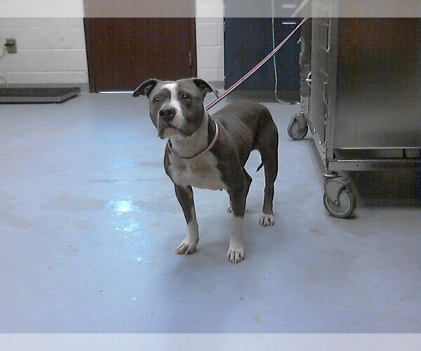 Medium Photo #1 Mutt Puppy For Sale in Fayetteville, NC, USA