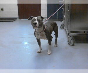 Mutt Dogs for adoption in Fayetteville, NC, USA