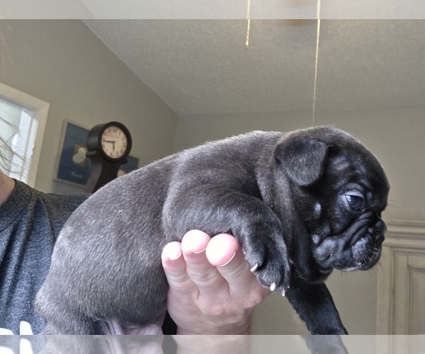 Medium Photo #2 Faux Frenchbo Bulldog Puppy For Sale in FT MYERS, FL, USA