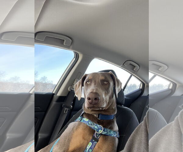 Medium Photo #6 Doberman Pinscher Puppy For Sale in Buffalo, MN, USA