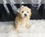 Puppy Provolone F1 Maltipoo