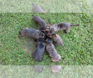 Cane Corso Litter for sale in HARRISBURG, IL, USA