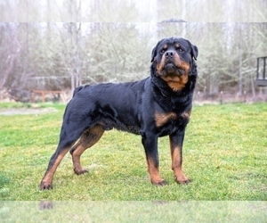 Father of the Labrottie-Rottweiler Mix puppies born on 04/09/2022