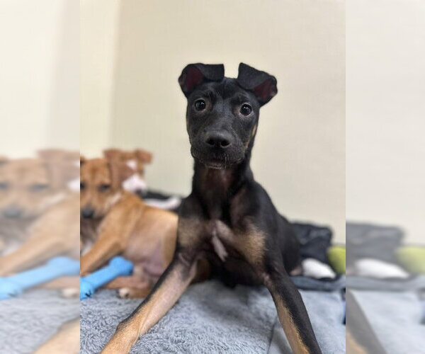 Medium Photo #3 Beagle-Unknown Mix Puppy For Sale in Jefferson, NJ, USA