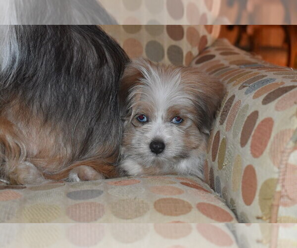 Medium Photo #22 Pom-Shi Puppy For Sale in DINWIDDIE, VA, USA