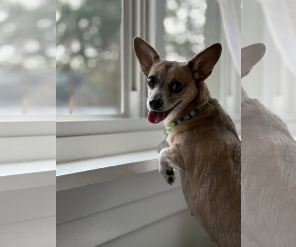 Medium Photo #10 Chiweenie Puppy For Sale in Oakhurst, NJ, USA