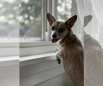 Small #9 Chiweenie