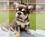 Small #2 French Bulldog