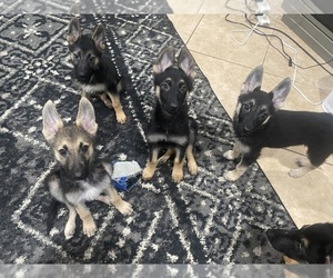 German Shepherd Dog Puppy for Sale in VICTORVILLE, California USA