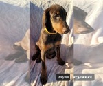 Small Photo #5 Doberman Pinscher Puppy For Sale in POMEROY, OH, USA