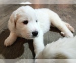 Small Photo #4 Great Pyrenees Puppy For Sale in LAS VEGAS, NV, USA