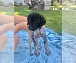 Small Photo #2 German Shorthaired Pointer-German Wirehaired Pointer Mix Puppy For Sale in NAPPANEE, IN, USA