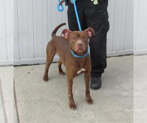 Staffordshire Bull Terrier-Unknown Mix Dogs for adoption in Louisville, KY, USA
