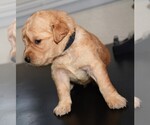 Small Photo #31 Golden Retriever Puppy For Sale in POULSBO, WA, USA