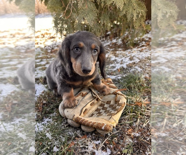 Medium Photo #3 Dachshund Puppy For Sale in MIDDLEBURY, IN, USA