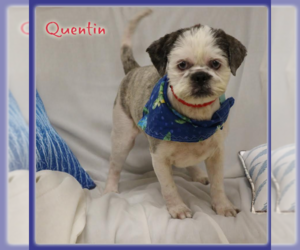 Shih Tzu-Unknown Mix Dogs for adoption in Cranston, RI, USA
