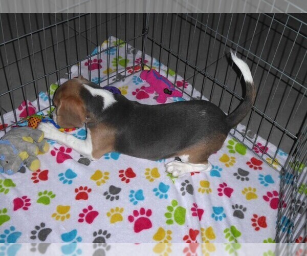 Medium Photo #2 Beagle Puppy For Sale in ORO VALLEY, AZ, USA