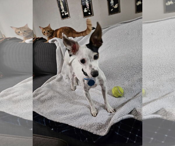 Medium Photo #2 Rat Terrier Puppy For Sale in Euless, TX, USA