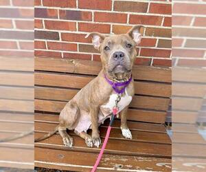 Mutt Dogs for adoption in Brewster, MA, USA