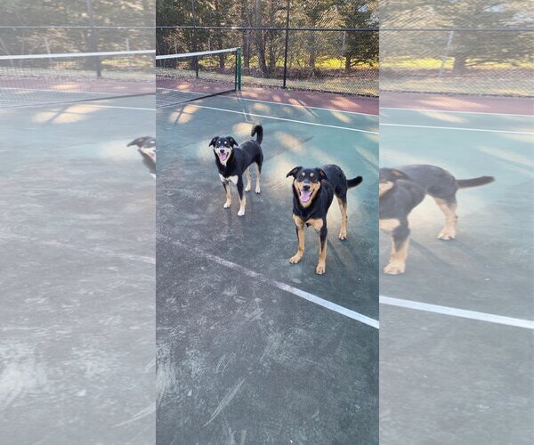 Medium Photo #2 Mutt Puppy For Sale in COLUMBIA, MD, USA